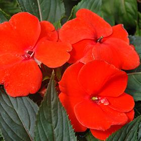 Plant Photo 8