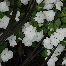 Plant Photo 5