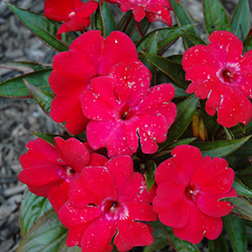 Plant Photo 7