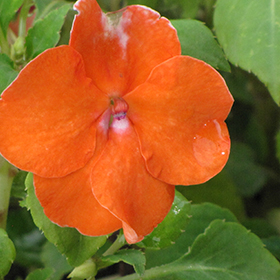 Plant Photo 3
