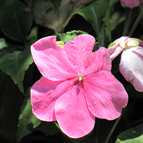 Plant Photo 2