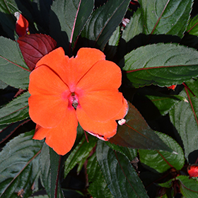 Plant Photo 10