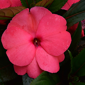 Plant Photo 9
