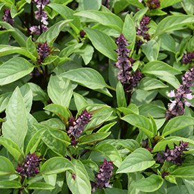 Sweet Basil Ocimum basilicum in Shreveport Bossier Texarkana