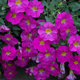 SuperCal Vanilla Blush Petchoa (Petchoa 'SuperCal Vanilla Blush') in  Wilmette Chicago Evanston Glenview Skokie Winnetka Illinois IL at Chalet  Nursery