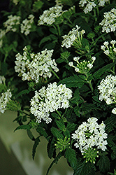 Superbena Royale Whitecap Verbena Verbena Superbena Royale